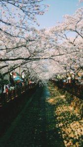 Jinhae gunhangje festival, South korea, Cherry blossom