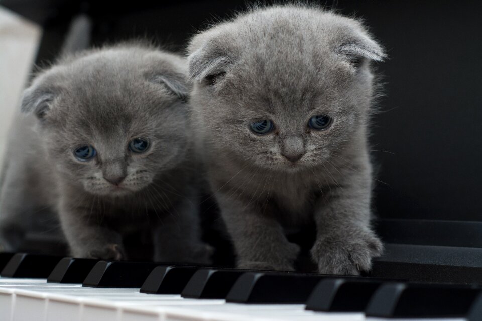 Piano gray cat gray piano