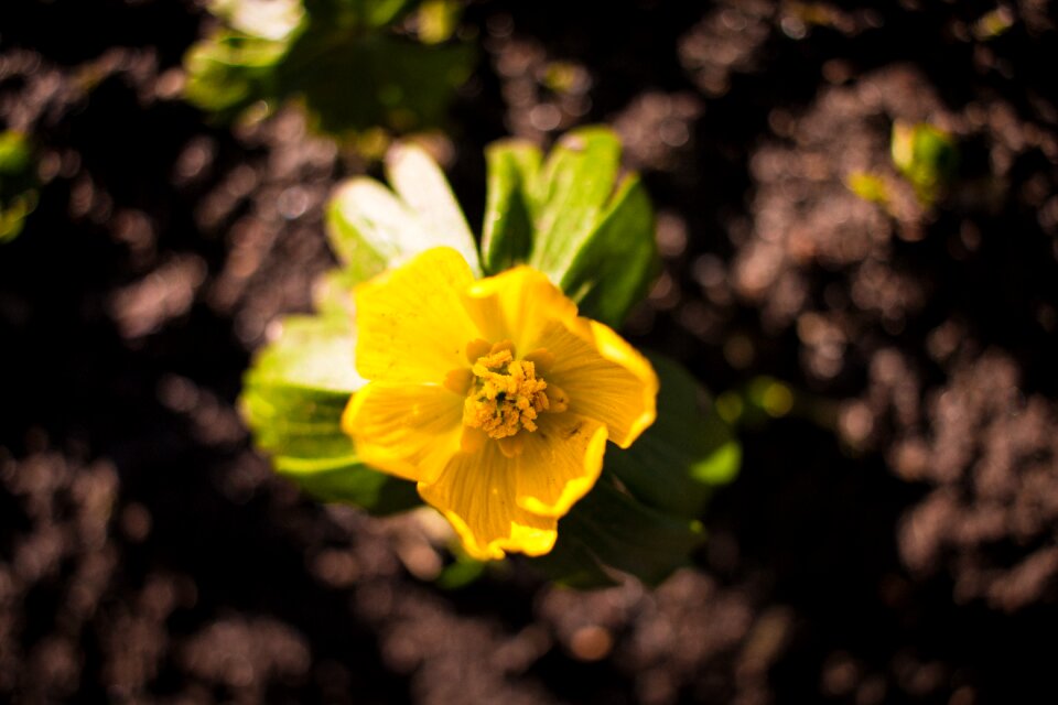 Brown soil blur
