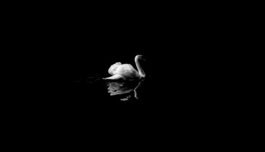 mute swan in low light photography