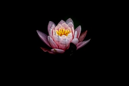 pink lotus photography