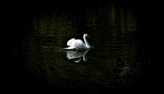 white swan floating on water photo