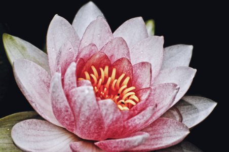 Davidcohenphotographycom, Plant, Water lily photo