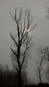 Tree mrtvy winter