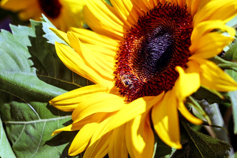 Yellow bee nature