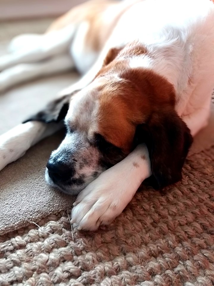 Dogs, Animals, Animal