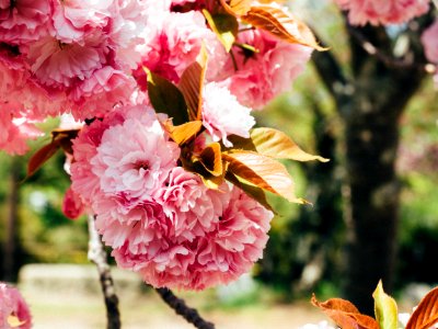 Japan, Kyoto prefecture, Tree