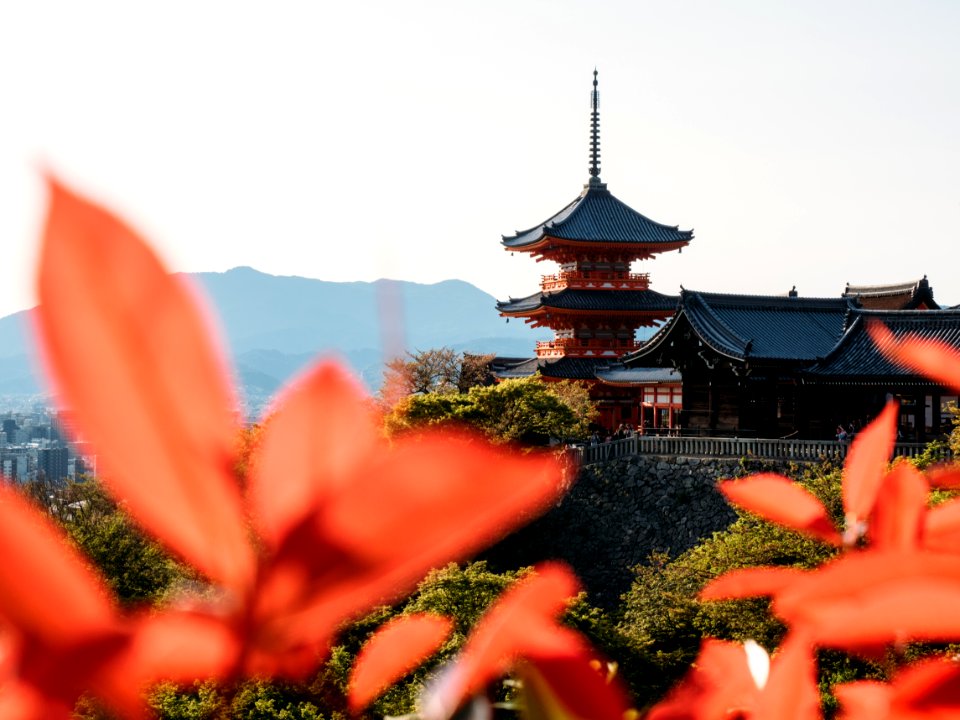 Japan, Kyoto prefecture, Trees