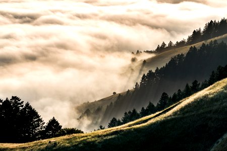 forest coated with fog