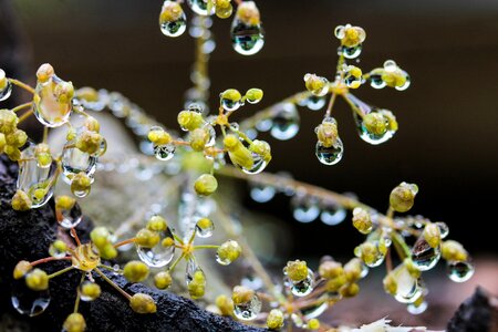 Plant macro bokeh