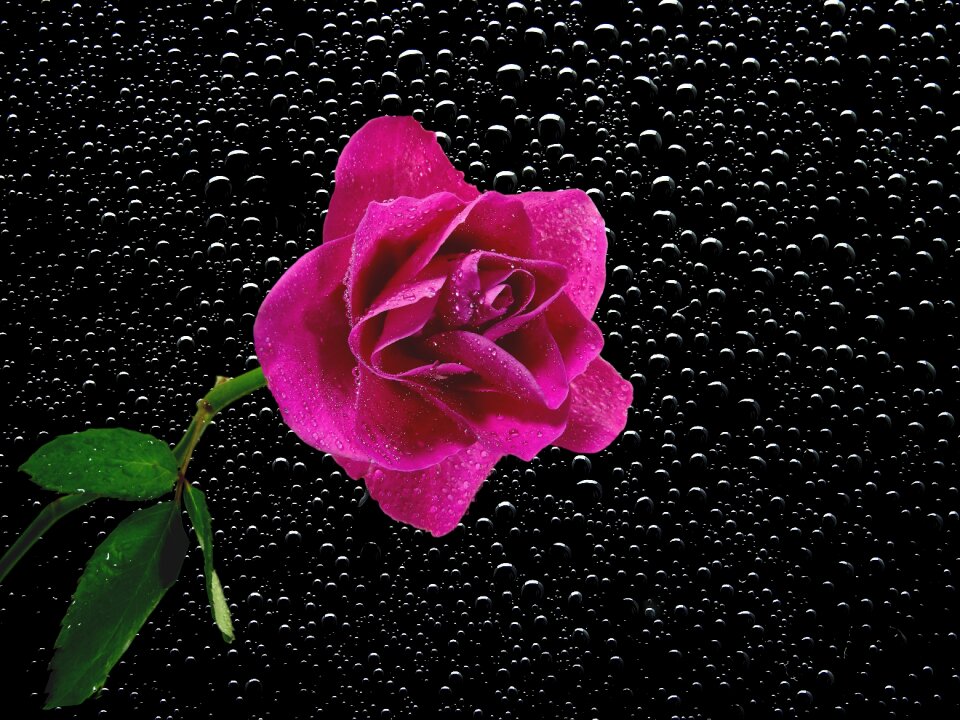 Plant pink red