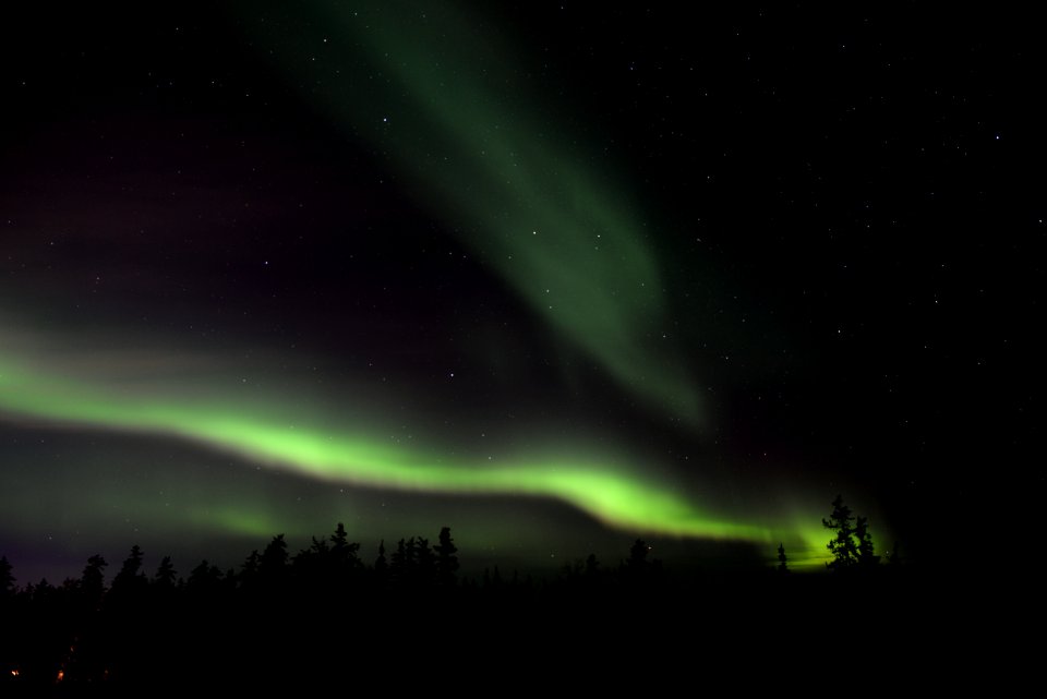 silhouette of trees under green aurora