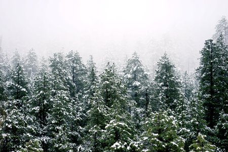 pine trees covered by snow photo