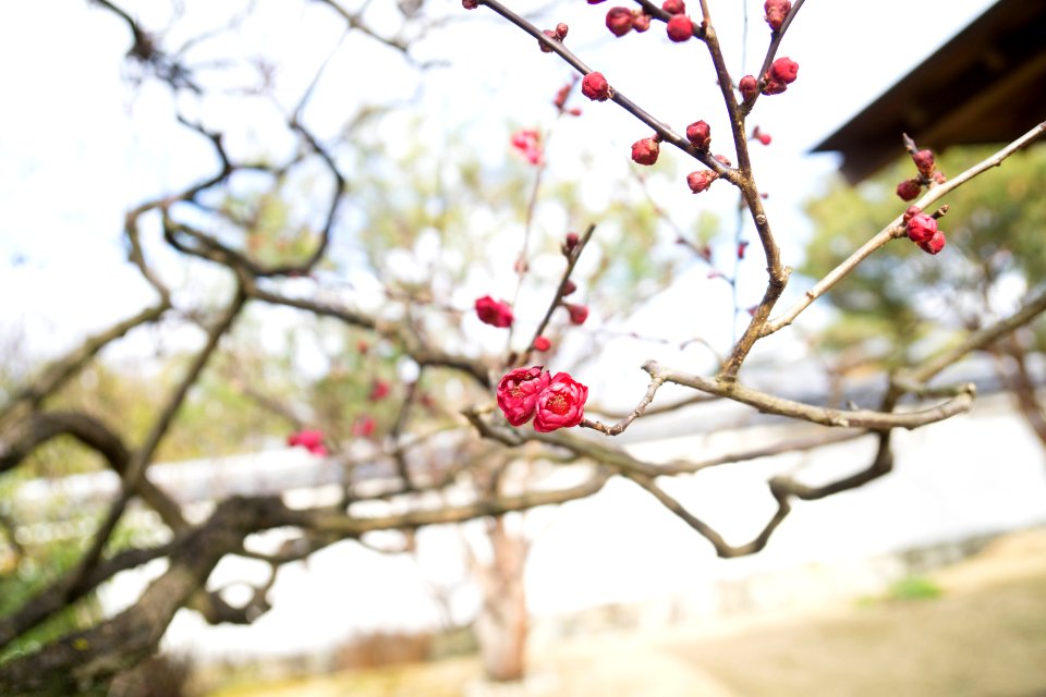 Kitano tenmang, Kyoto, Japan
