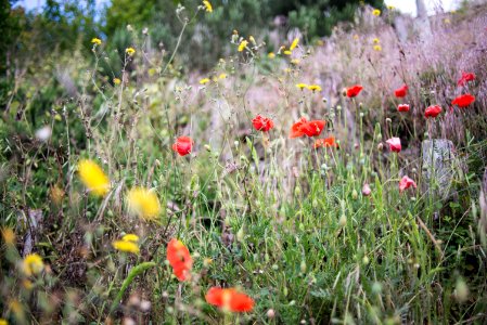 selective focus photography of flowers photo