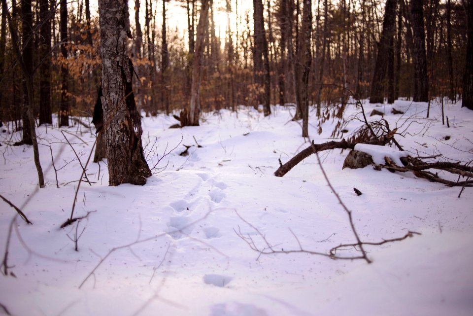 Woodsy, In the woods, Woods