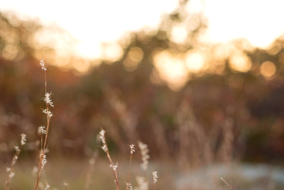 Autumnm, Fall, Sunset