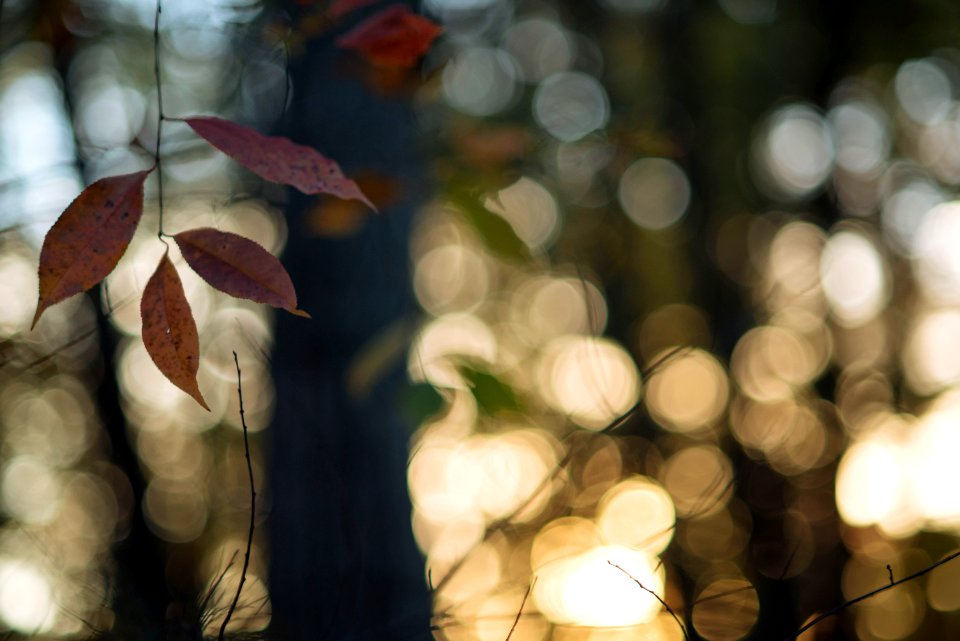 Autumn, Fall, Leaves