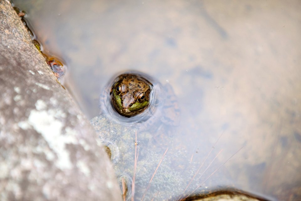 Reptile, Outdoors, Wildlife