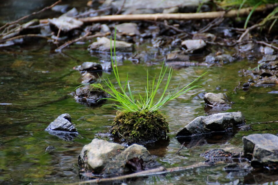 Nature idyllic watercourse photo