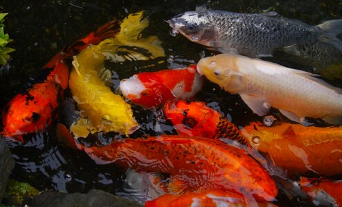 Fish breeding vivid photo