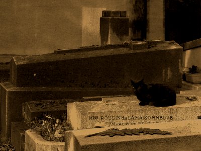 Paris, Black cat, Cemetery
