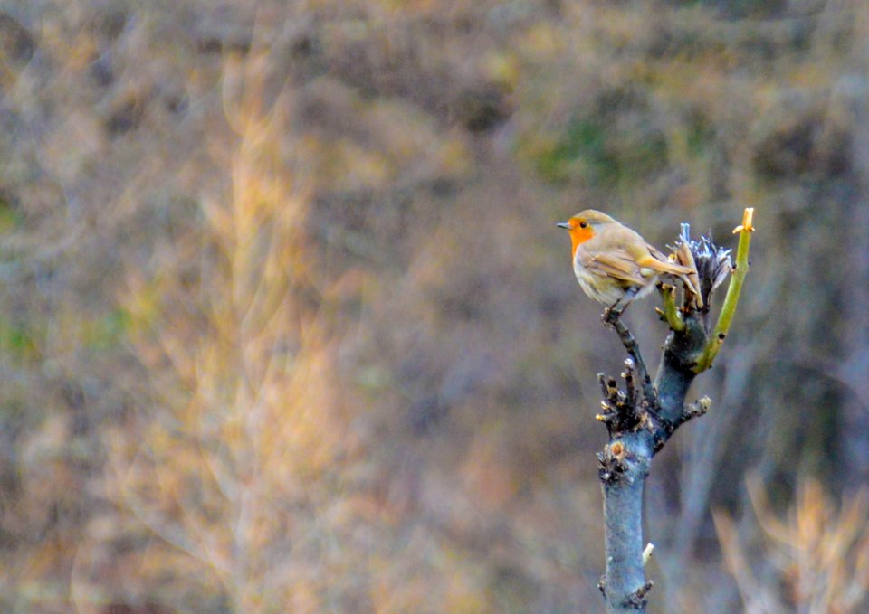Bird, Robin, Sauze d oulx