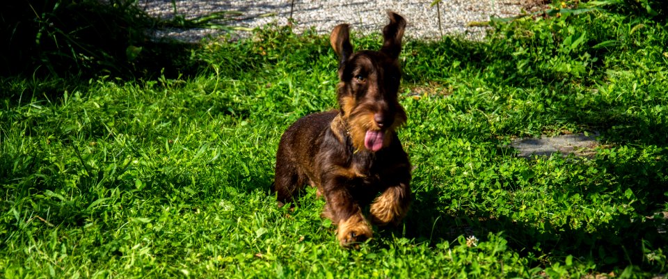 Dachshund, Dog photo