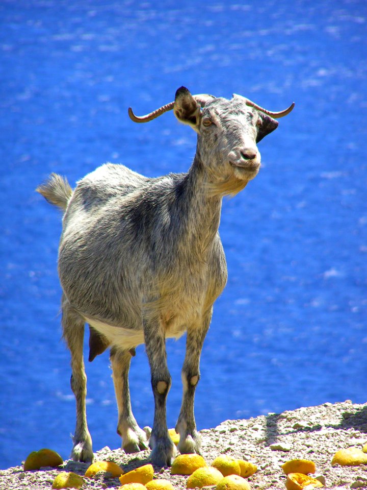 Rodi, Greece, Goat