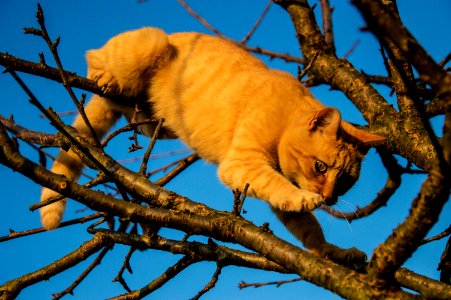 Cat, Trees, Animal