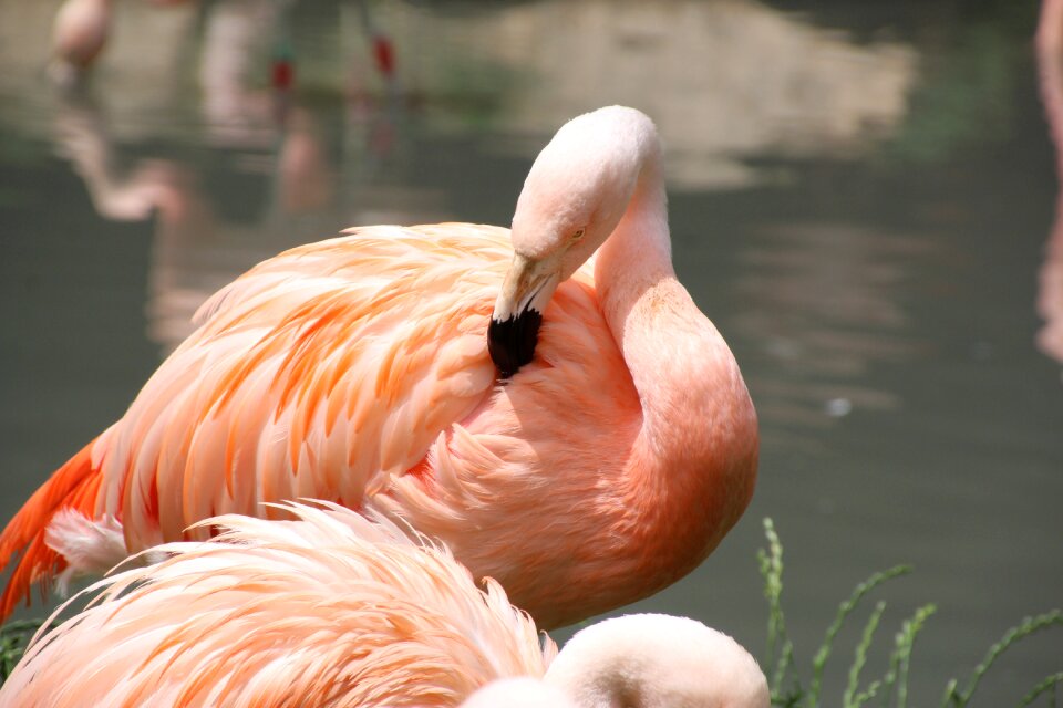 Flamingo pink pink flamingo