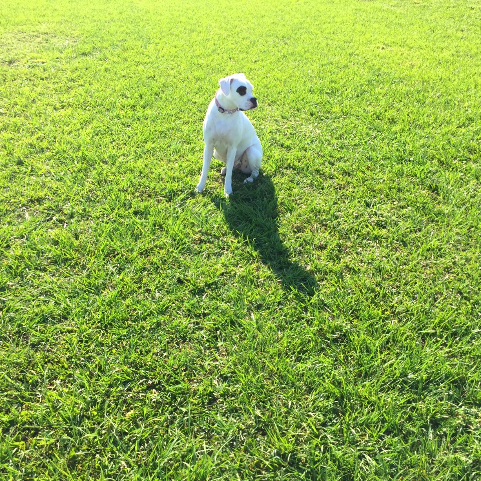 Green, Grass, Park
