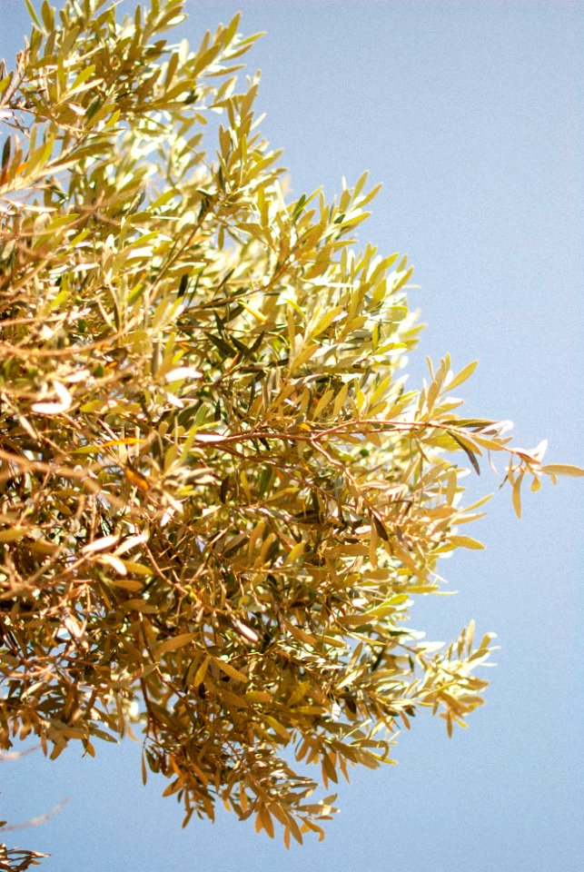Summer, Olive, Olivetree