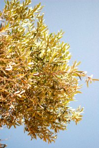 Summer, Olive, Olivetree