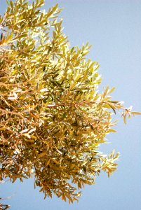 Summer, Olive, Olivetree photo