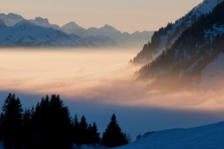 forest cover with fog