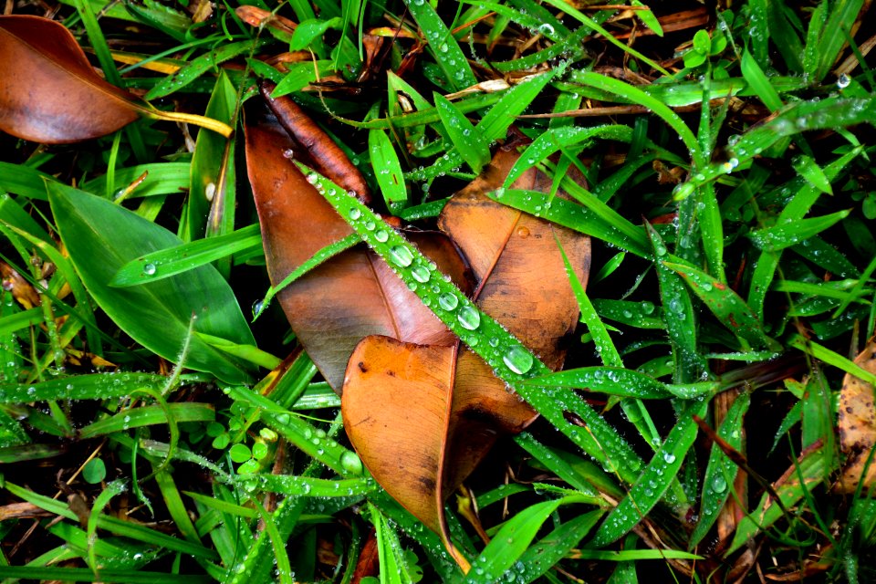 Sakleshpur, India, Dew