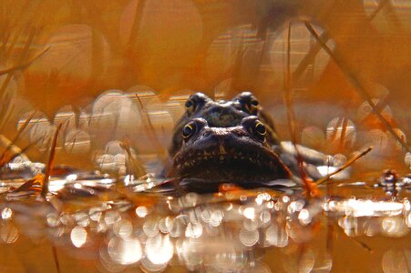 Nature lake animals