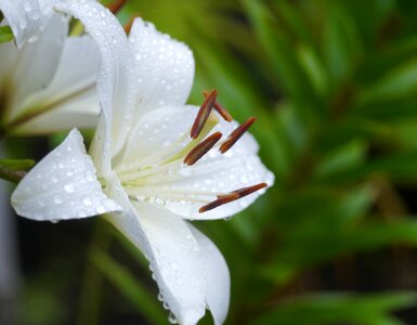 Rain flowers stamen photo