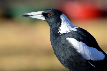 Beak, Magpie, Black photo