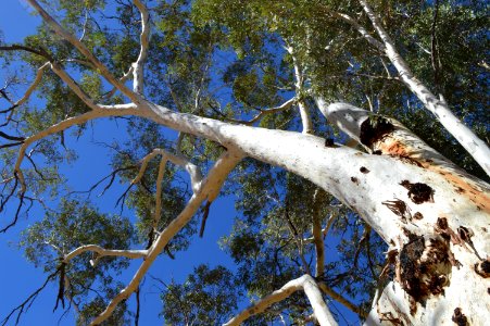 Australia, Hugh river, River red gum