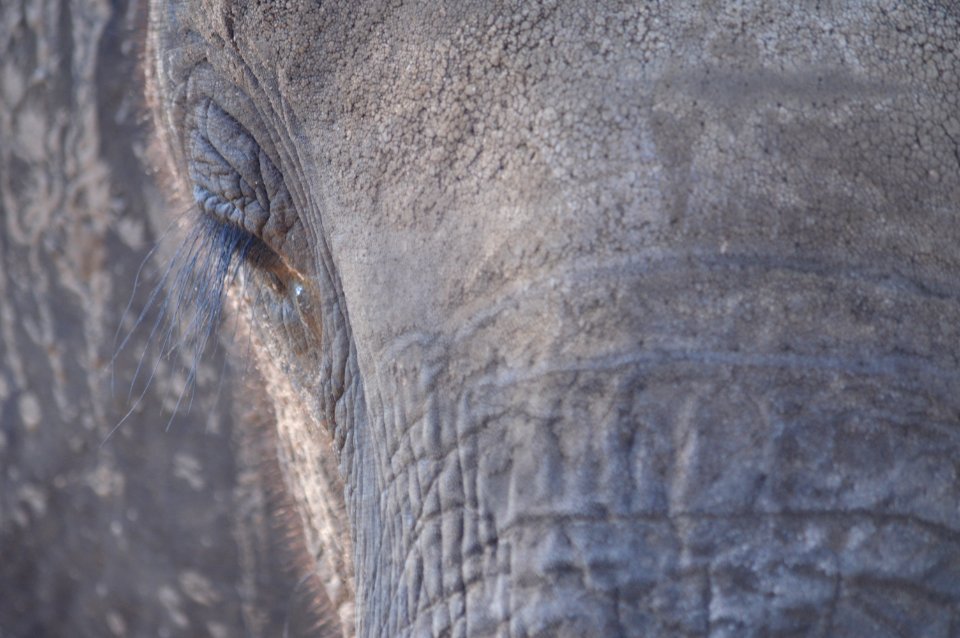 Chobe national park, Botswana, Chobe