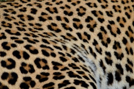 Tydon safaris bush camp, Sabie park, South africa