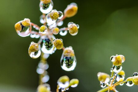 Nature plant bokeh