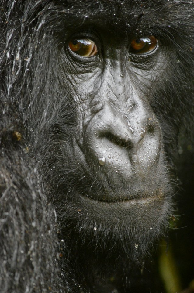 Virunga mountains, Trust, Hirwa