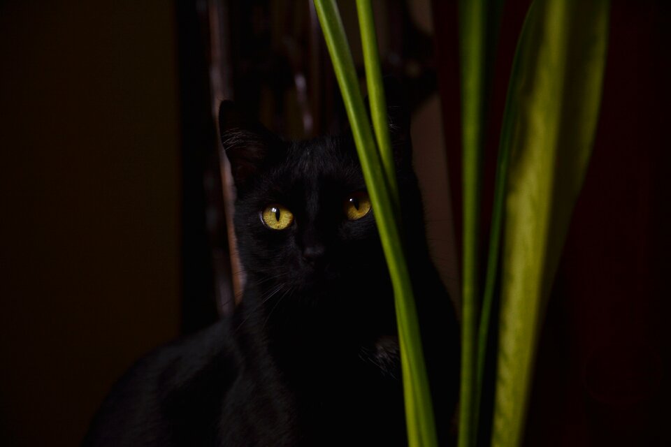 Kitten black cat animals