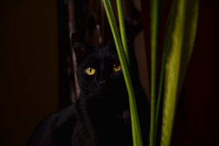 Kitten black cat animals photo
