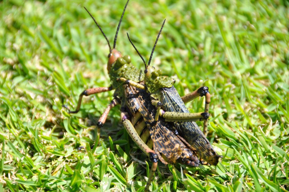 South africa locusts tsitsikamma national park