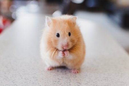selective focus photography of brown hamster photo