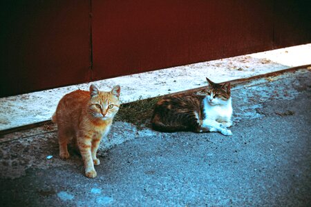 Cute feline outdoors photo